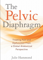 The Pelvic Diaphragm